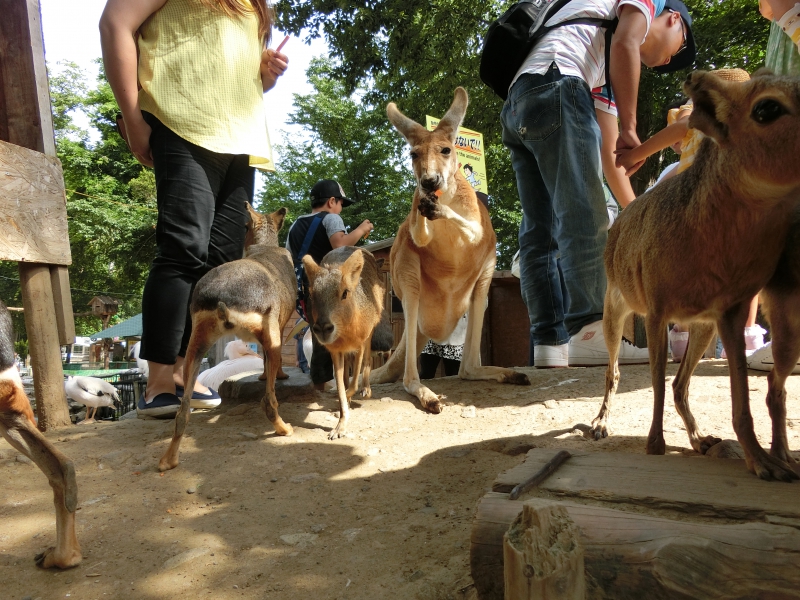 ノースサファリサッポロ 北海道札幌市 お勧め解説 １ 北海道の動物園 水族館