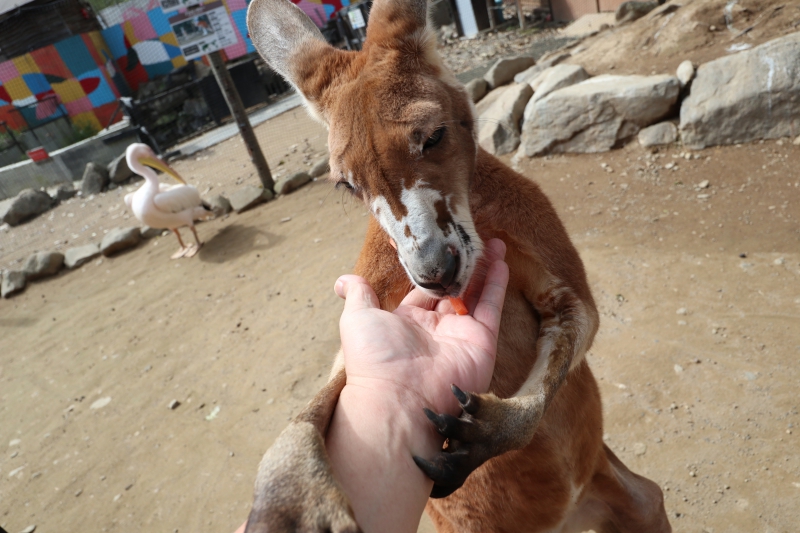 ノースサファリサッポロ 北海道札幌市 お勧め解説 １ 北海道の動物園 水族館