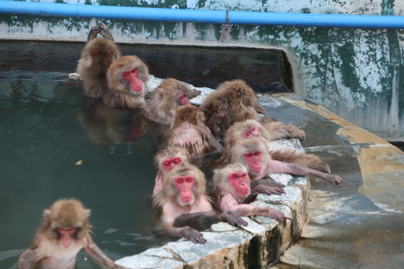 函館市熱帯植物園 北海道函館市 北海道の動物園 水族館