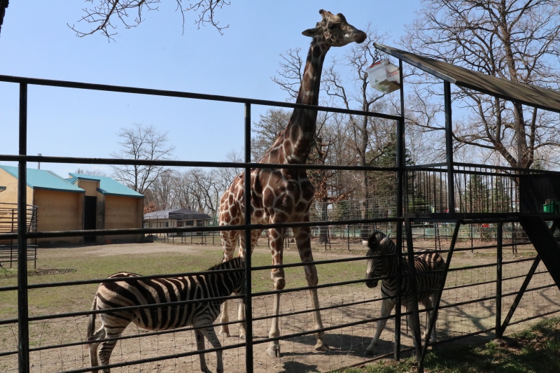 動物園 帯広 エゾタヌキが来園しました／札幌市円山動物園