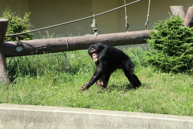 北海道 チンパンジー