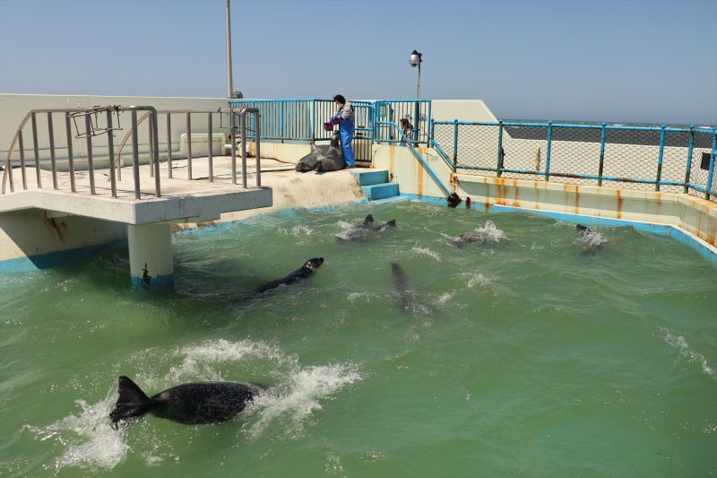 ノシャップ寒流水族館 北海道稚内市 写真 北海道の動物園 水族館 ノシャップ寒流水族館 北海道稚内市 写真 北海道の動物園 水族館
