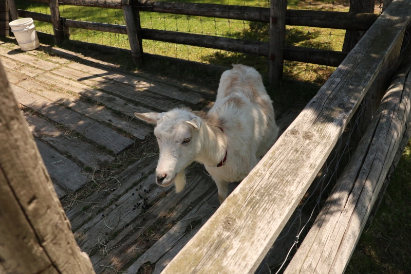 稚内市動物ふれあいランド 北海道稚内市 05 31 12 01 27 ヤギ 北海道の動物園 水族館 稚内市動物ふれあいランド 北海道稚内市 05 31 12 01 27 ヤギ 北海道の動物園 水族館