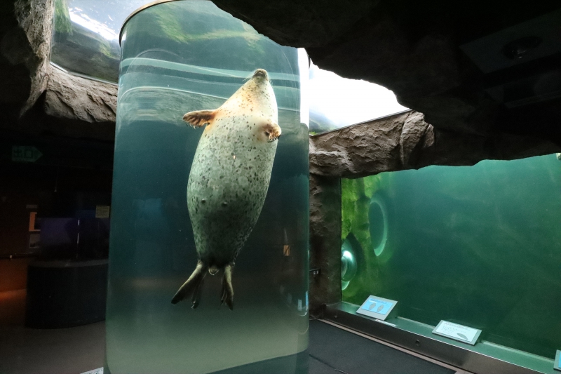 旭山動物園 北海道旭川市 21 03 02 10 39 10 あざらし館 ゴマフアザラシ 北海道の動物園 水族館