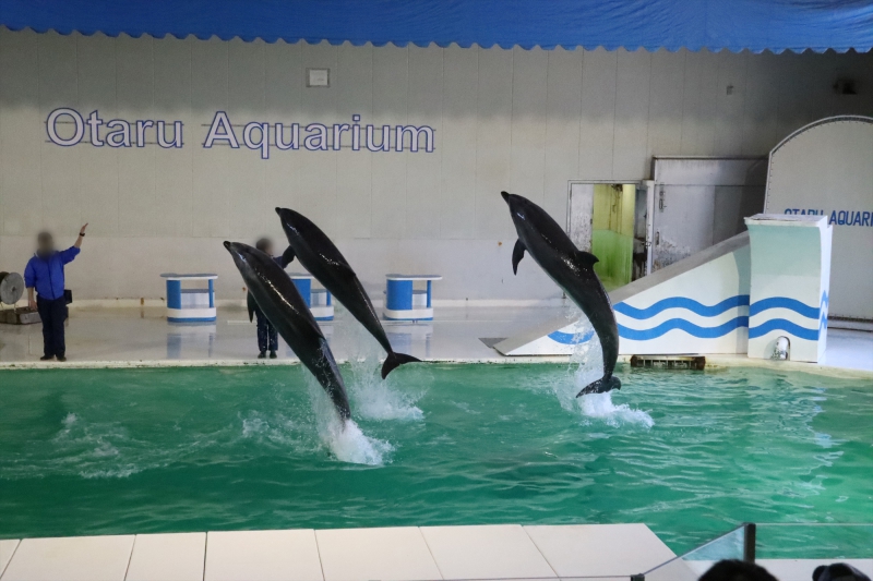 おたる水族館 北海道小樽市 21 04 06 10 16 34 イルカショー バンドウイルカ 北海道の動物園 水族館