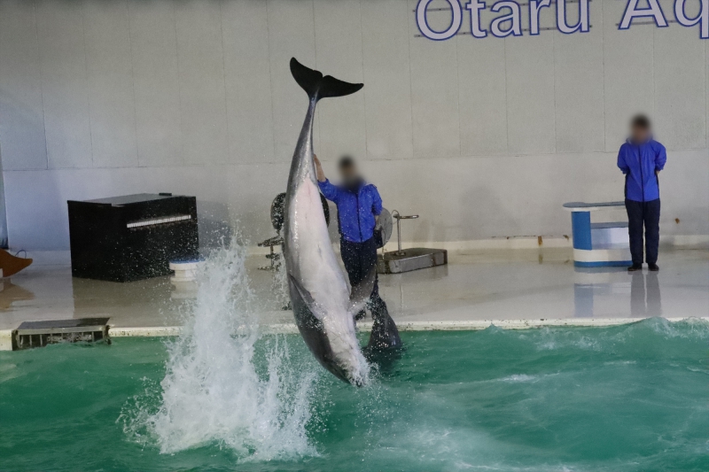 おたる水族館 北海道小樽市 21 04 06 10 22 17 イルカショー バンドウイルカ 北海道の動物園 水族館