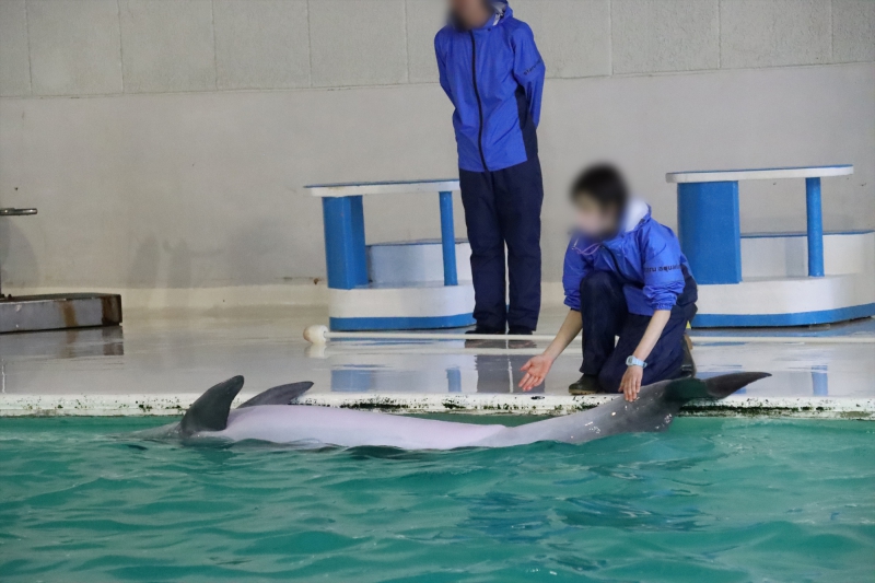 おたる水族館 北海道小樽市 21 04 06 12 22 28 イルカショー バンドウイルカ 北海道の動物園 水族館