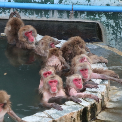 函館市熱帯植物園 北海道函館市 北海道の動物園 水族館